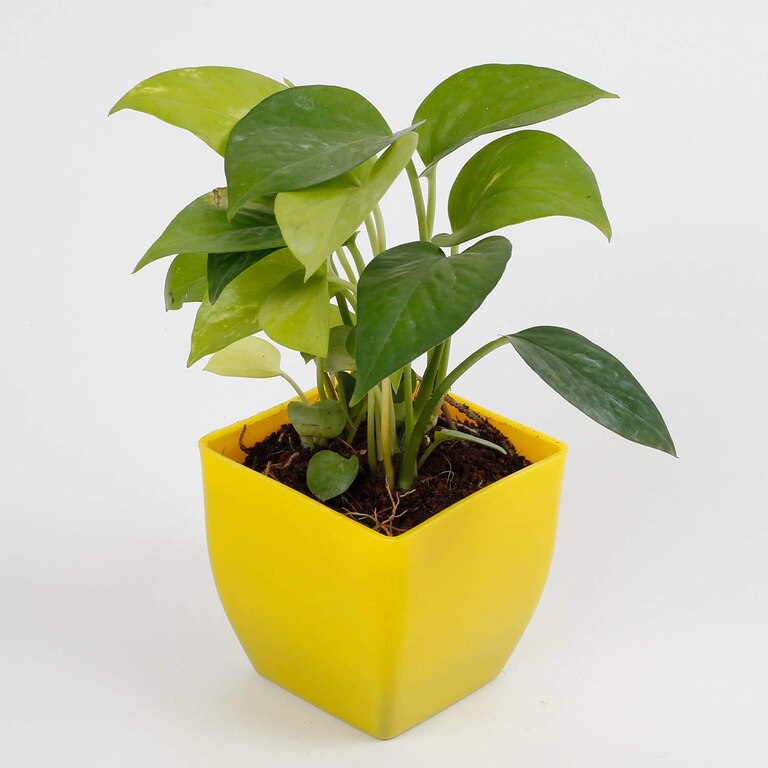 Golden Money Plant In Yellow Plastic Pot